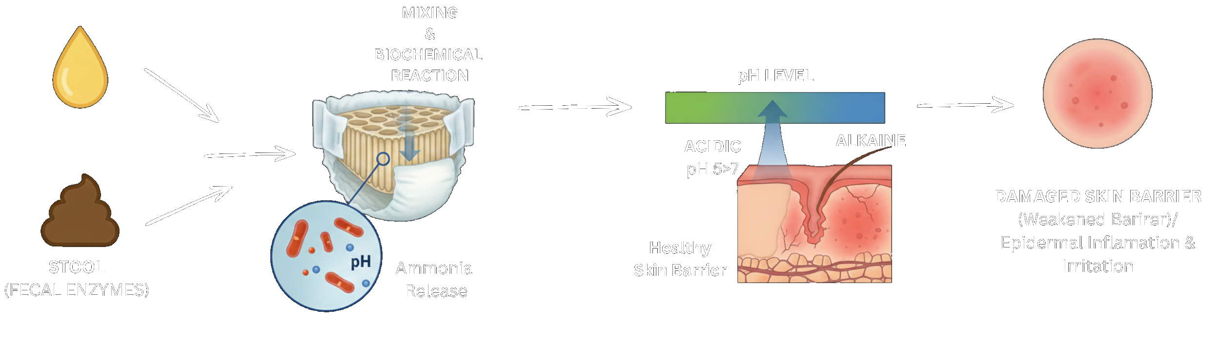 Diagram showing urine and stool mixing, ammonia release, pH shift from acidic to alkaline, and resulting damaged skin barrier